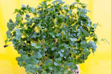 Sarı arka planda lahana filizleri.