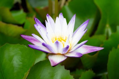 Beautiful blooming Nymphaea lotus flower with leaves, Water lily pot