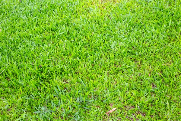 Fresh Lawn Grass Beautiful Green Garden — Foto Stock