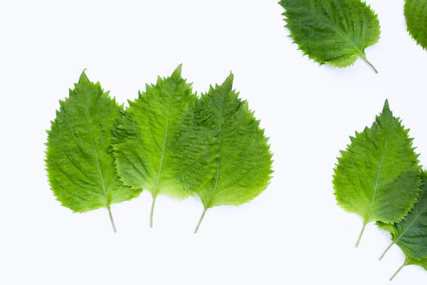 stock image Green Shiso or oba leaves on white background.