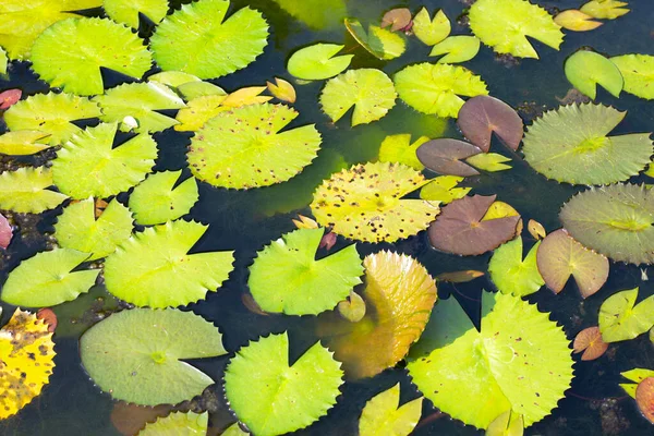 Beautiful Blooming Lotus Flower Leaves Waterlily Pond — 스톡 사진