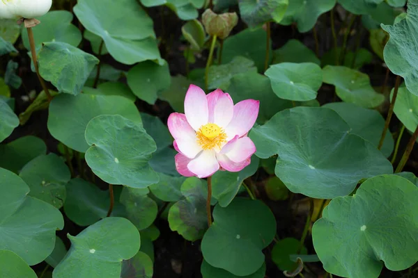 Beautiful Blooming Nymphaea Lotus Flower Leaves Water Lily Pot — Foto de Stock