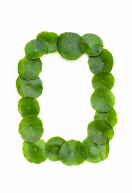 Taze yeşil centella asiatika. Yaprak çerçevesi