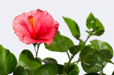 Beyaz üzerine Hibiscus çiçeği