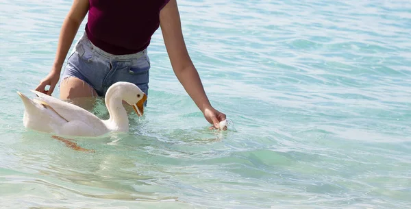 带着白鹅在天甸海滩观光 Koh Larn Pattaya — 图库照片