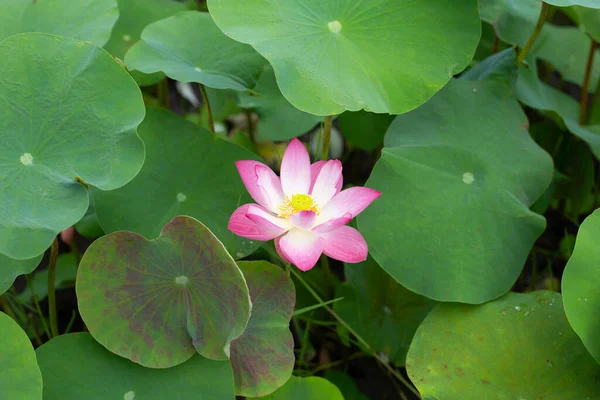 Beautiful Blooming Nymphaea Lotus Flower Leaves Water Lily Pot — Foto de Stock