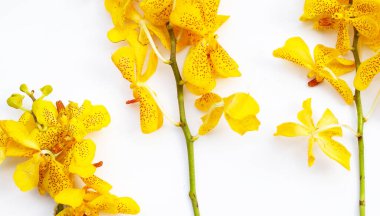 Beyaz arkaplanda izole edilmiş sarı orkide çiçekleri