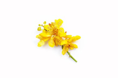 Beyaz arkaplanda izole edilmiş sarı orkide çiçekleri