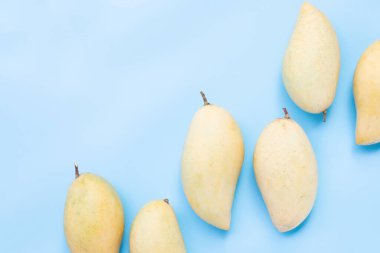 Tropik meyve, mavi arka planda mango. Boşluğu kopyala