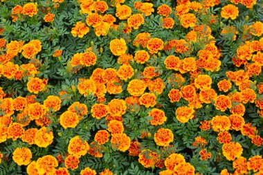 Bahçedeki kadife çiçeği.