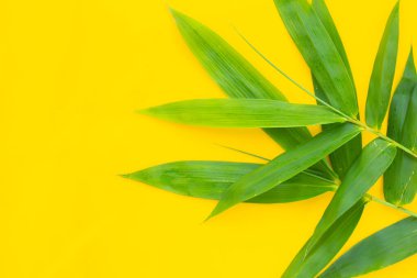 Bambu yaprağı. Sarı arka planda taze yeşil yapraklar.