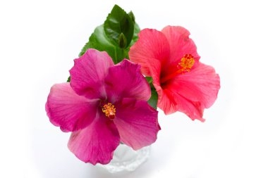 Hibiscus çiçek beyaz arka plan üzerinde.