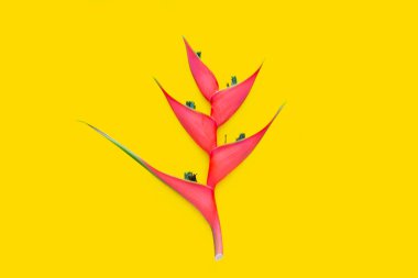 Heliconia orthotricha cv. İmparatorluk, Kızıl Çiçek