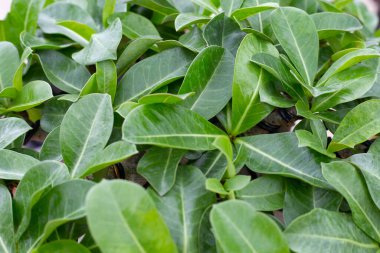 Adenyum obesum bitkisi. Yeşil yapraklar