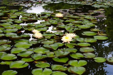 Beautiful blooming Nymphaea lotus flower with leaves, Water lily pot