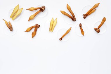 Petri kabında parmak kökü