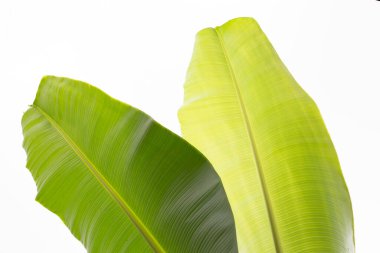Beyaz arkaplanda muz yaprakları.