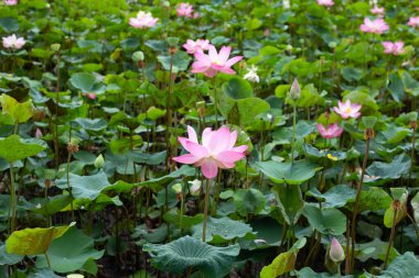Pink lotus flower blooming in pond with green leaves