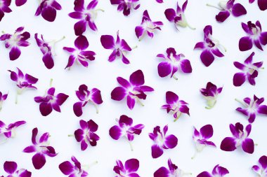 Beyaz arkaplanda güzel mor orkide çiçekleri.