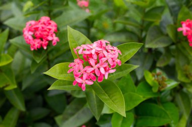 Bahçedeki ixora çiçeği