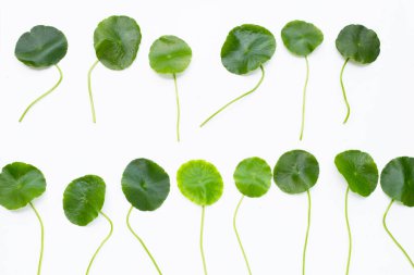 Taze yeşil centella asiatica yaprakları