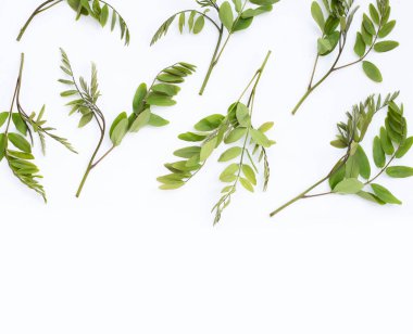 Siyam senna beyaz arkaplanda bırakır.