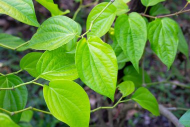 Bahçede yeşil betel yaprakları