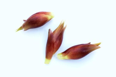 Beyaz arka planda taze myoga.