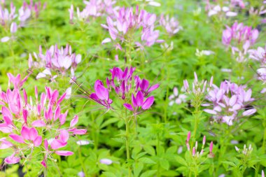 Cleome parkta spinosa