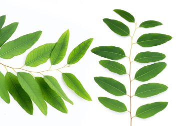 Beyaz üzerine yeşil okaliptüs yaprakları