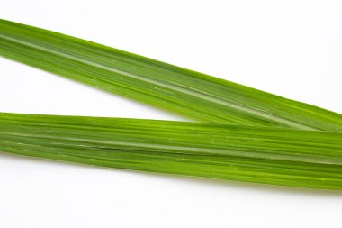 Şeker kamışı beyaz arkaplanda bırakıldı.