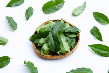 Taze tiacora triandra yeşil yaprakları