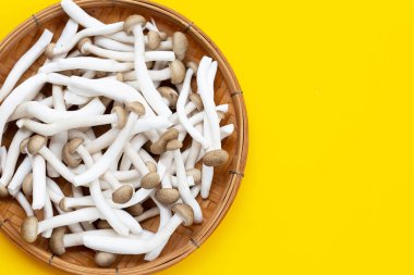 Beyaz kayın mantarı, Shimeji mantarı, sarı arka planda yenilebilir mantar..