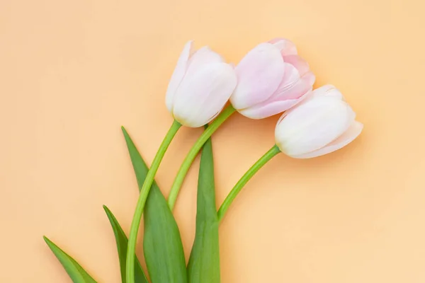White pink tulips on orange pastel background.