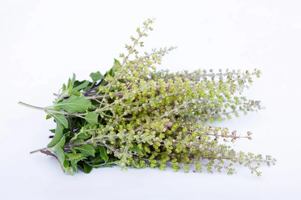 Holy basil flowers with seeds on white background.