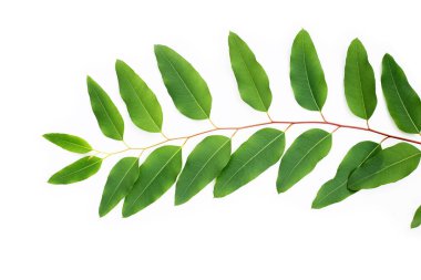 Beyaz üzerine yeşil okaliptüs yaprakları