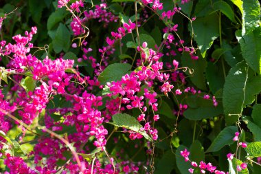 Meksikalı sürüngen, aşk zinciri, mercan sarmaşığı. Pembe çiçek