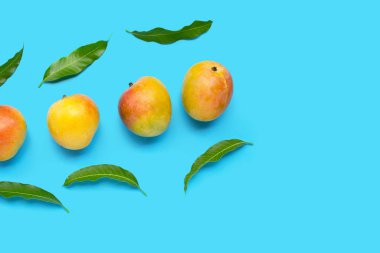 Tropik meyve, mavi arkaplanda mango..