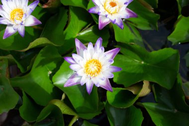 Beautiful blooming Nymphaea lotus flower with leaves, Water lily pot
