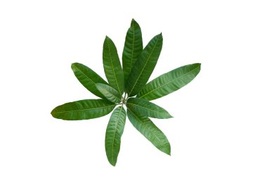 Mango yaprakları beyaz arkaplanda.