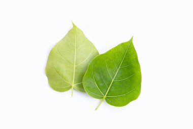 Beyaz arkaplanda yeşil bodhi yaprağı.