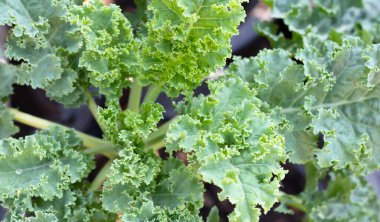 Taze organik yeşil lahana yaprakları.