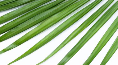 Beyaz arkaplanda yeşil palmiye yaprakları.