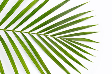 Beyaz arkaplanda yeşil palmiye yaprakları.