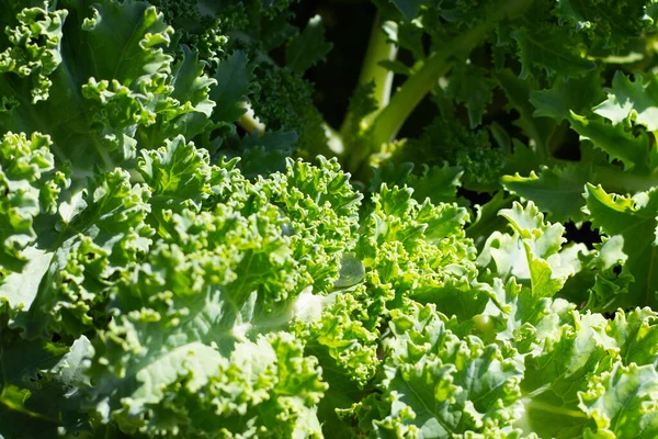 Fresh organic green kale leaves