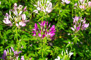 Cleome parkta spinosa