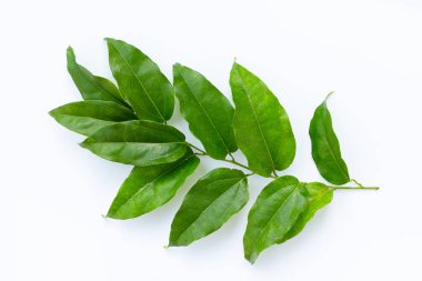 Taze tiacora triandra yeşil yaprakları