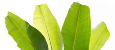 Beyaz arkaplanda muz yaprakları.