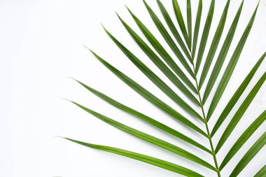 Beyaz arkaplanda yeşil palmiye yaprakları.