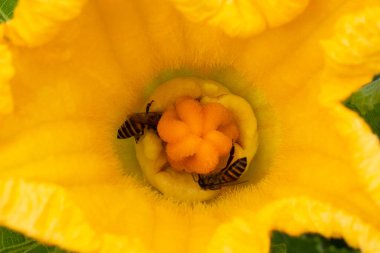 Bee pollination in pumpkin flower 